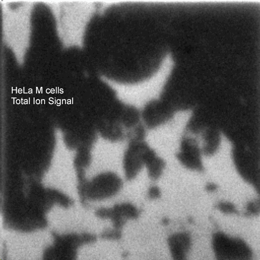 Animated GIF of depth profile through HeLa cells with J105 SIMS
