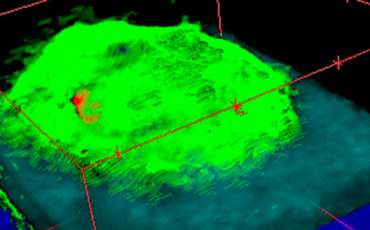 3D SIMS overlay of a single Tetrahymena cell in water ice on a silicon substrate.
