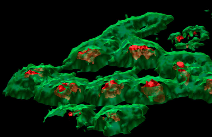 3D chemical map of HeLa cells