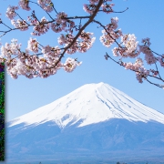 Cherry blossoms mount fuji