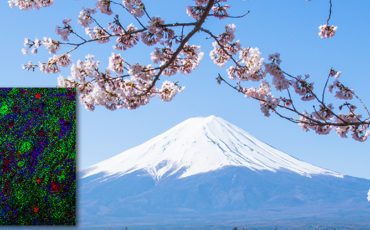 Cherry blossoms mount fuji