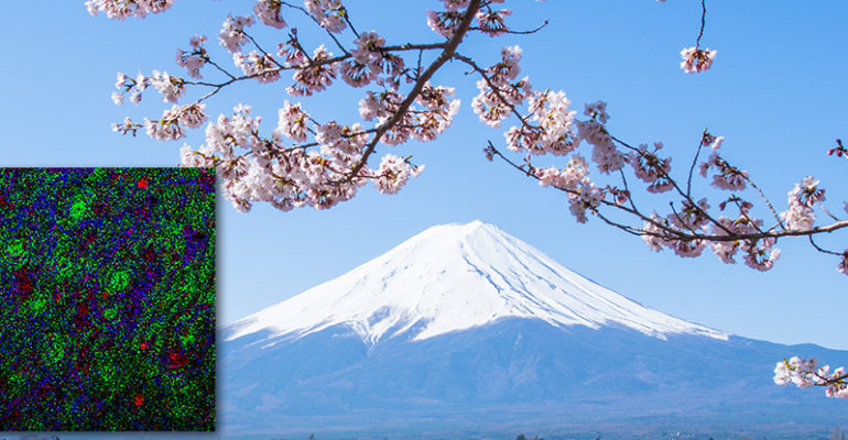 Cherry blossoms mount fuji