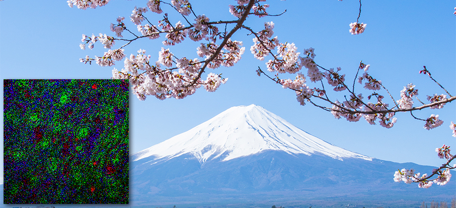 Cherry blossoms mount fuji