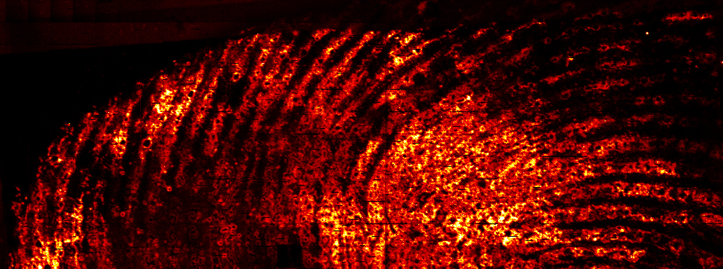 ToF SIMS image of BZE metabolite in a fingerprint