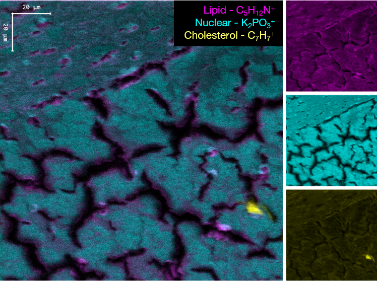 ToF SIMS image of a rat cerebellum